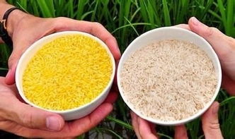 轉基因食品的食用安全性及農副產品的影響探討